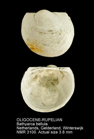 OLIGOCENE-RUPELIAN Bathyarca bellula.jpg - OLIGOCENE-RUPELIAN Bathyarca bellula (Wiechmann,1874)